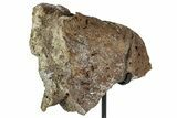 Dinosaur (Triceratops) Epoccipital Frill Shield Section - Montana #244657-3